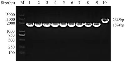 Comparison of the efficacy of Aeromonas veronii ΔhisJ vaccine in Carassius auratus via different immunization routes